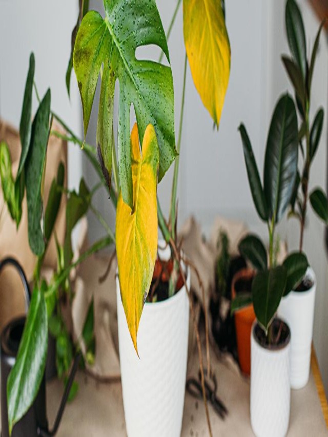 7 Proven Techniques For Debugging Your Houseplants