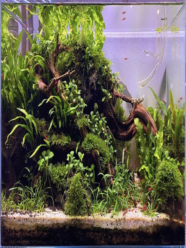 How to Successfully Cultivate Anubias Species