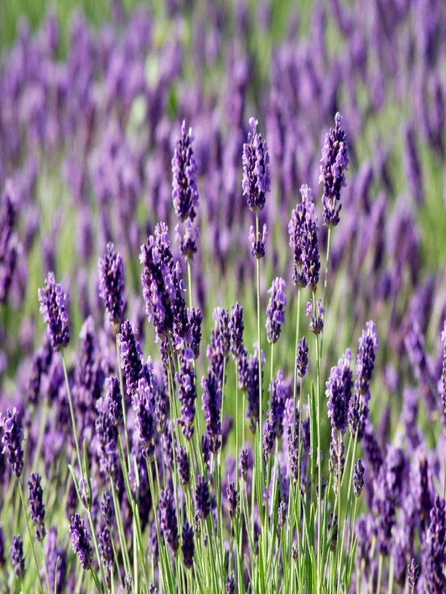 Discover the Fascinating World of Lavender: More Than 30 Different Types