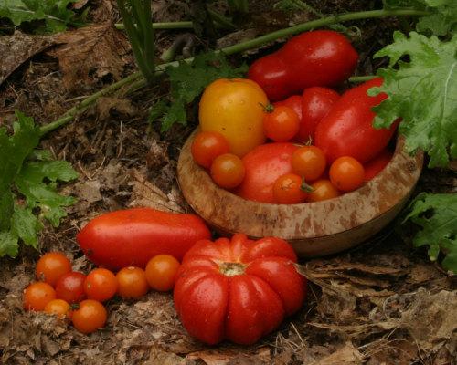 Should You Grow Determinate or Indeterminate Tomato Plants?