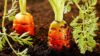 How To Grow Carrots: Tips on Planting And Caring