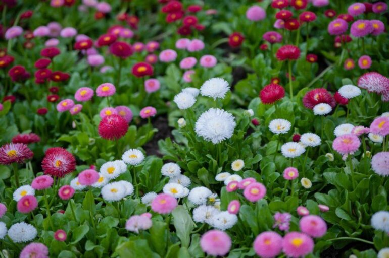 Bellis perennis: A Guide to Planting, Care, and Beautiful Varieties
