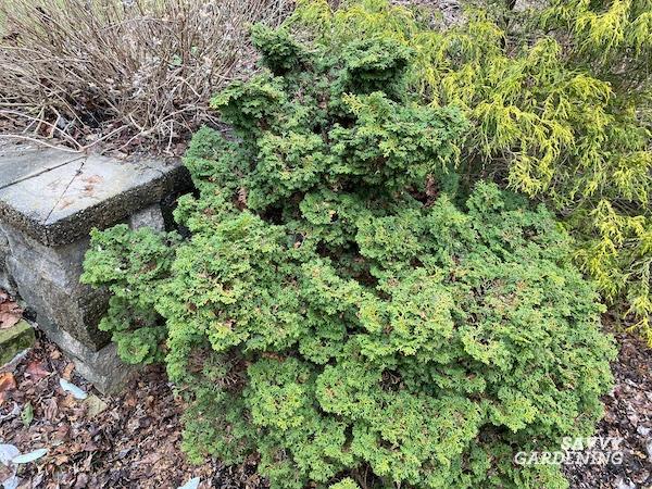 Dwarf Hinoki cypress: A compact evergreen for year-round beauty