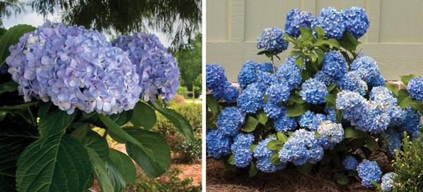 Guide to Hydrangeas: Discover the Different Types