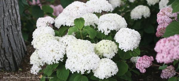 The white blossoms of a smooth Hydrangea