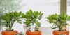 Our Favorite Mini Succulents: Low-Maintenance Beauties for Your Collection