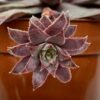 46 Best Purple Succulents: Add Color and Beauty to Your Garden!