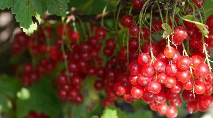A Guide to Identifying Different Types of Red Berries