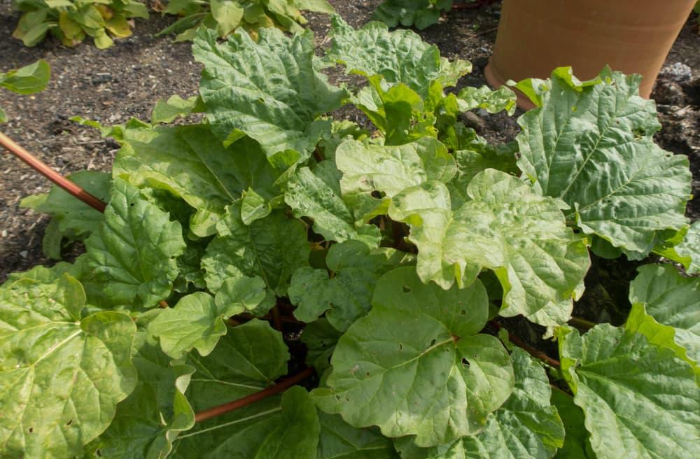 Rhubarb Varieties