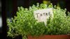 14 Types of Thyme: Discover the Perfect Variety for Your Kitchen or Garden