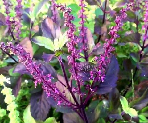 Unveiling the Mysteries of Tulsi: Discover the 4 Types Found in India
