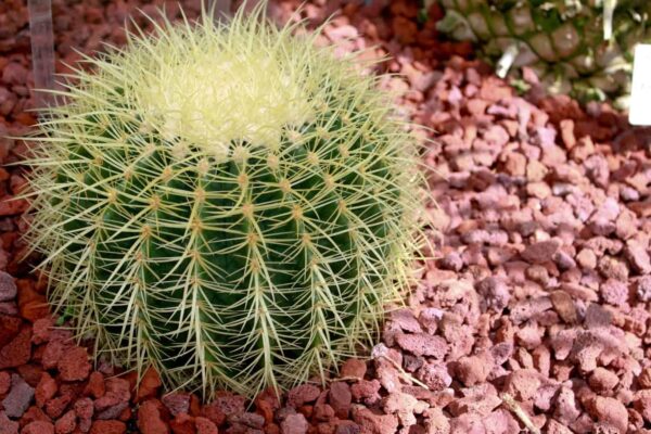 9 Best Tall Cactus Plants For Your Gardens