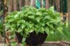 Types of Pothos: 15 Varieties to Consider Growing Today