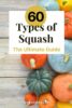 65 Types of Squash & Pumpkins – An A-Z Guide