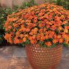 23 Types of Orange Flowers For Your Garden