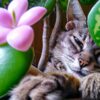 Are Butterworts Poisonous To Cats