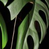 Can You Cut Off Monstera Aerial Roots