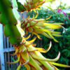 Dragon Fruit Aerial Roots