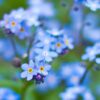 Forget-me-not Spiritual Meaning