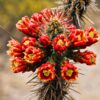 How Do Plants In The Desert Behave To Attract Pollinators