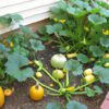How Small Can A Container Be To Grow Squash