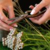 How To Collect Yarrow Seeds