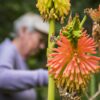 How To Deadhead Red Hot Poker Plants