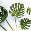 How To Divide Monstera Plant