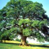How To Fertilize Oak Trees