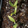 How To Germinate Yucca Seeds