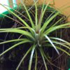 How To Grow Air Plants From Seed
