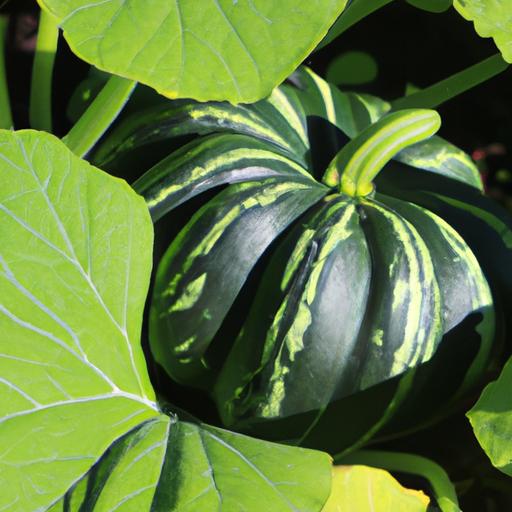 How To Grow Buttercup Squash