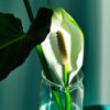 How To Propagate A Peace Lily In Water