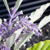 Oyster Plant Toxic