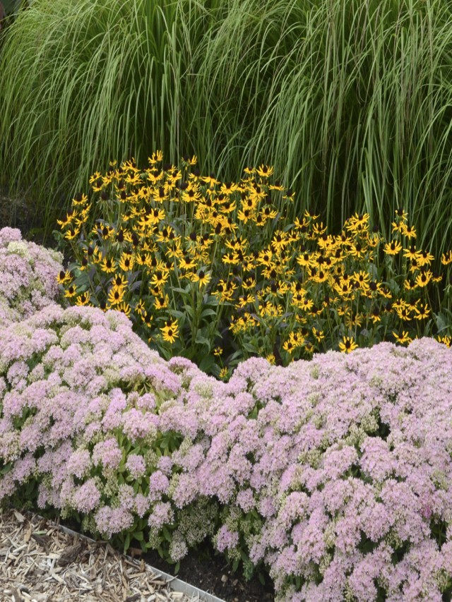 10 Easy Foundation Plants for the Front of Your House