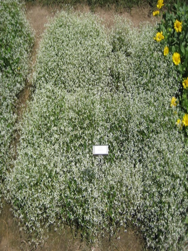 10 Great Landscape Plants - Diamond Frost®