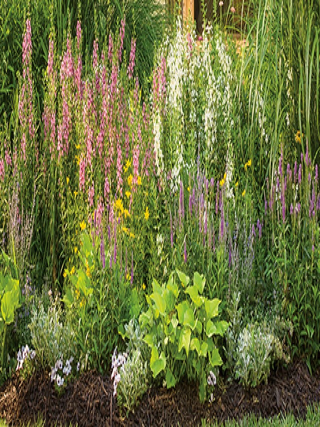 10 Versatile Flowers for Landscapes and Containers