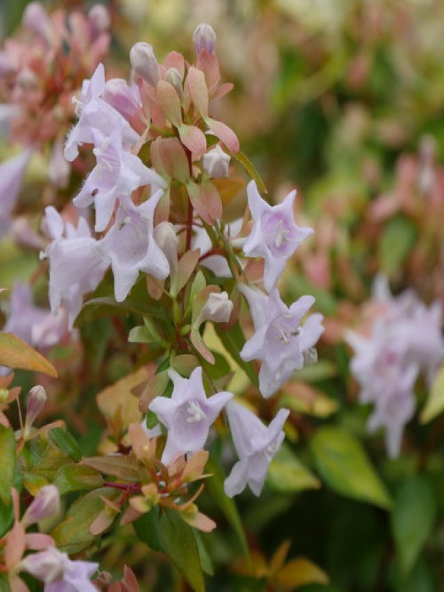 12 Shrubs to Plant for Cut Branches in Fall and Winter