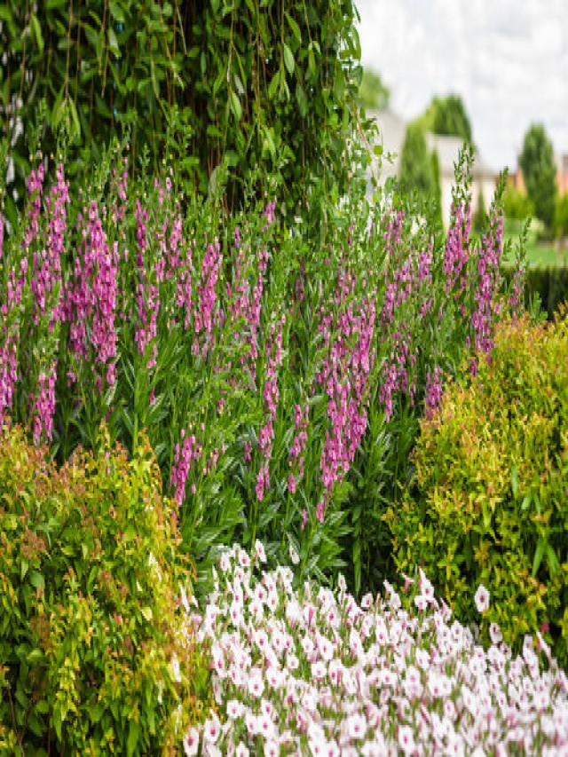 17 Tall Annuals for the Middle of the Border
