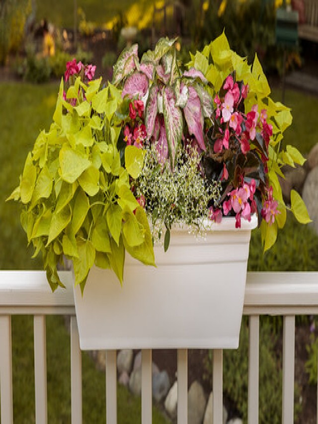 20 Full Sun Annuals for Patios and Window Boxes