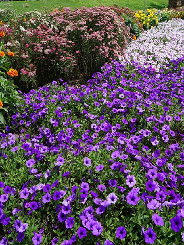23 Colorful Supertunias for Your Garden