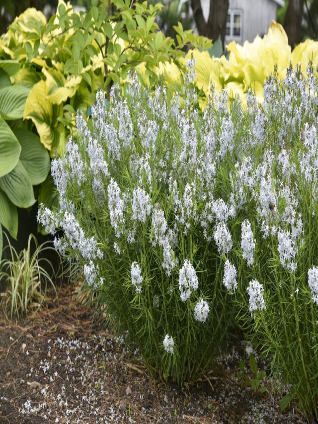 Amsonia - The Ultimate Growing Guide from Proven Winners®