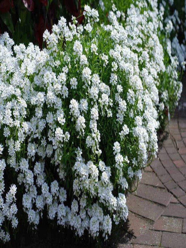 Candytuft: Easy-Growing Perennial Border Plants