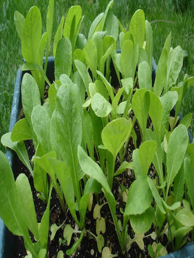 Growing Mustard Greens: Salad With Spice