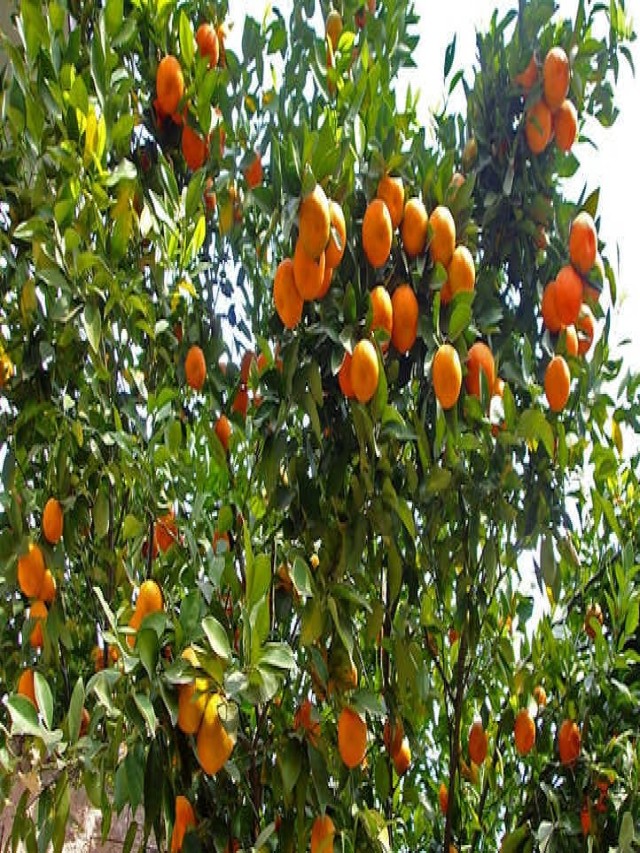 Mandarin Tree Care: Growing Mandarins At Home