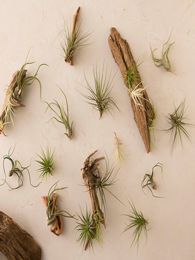 Name that Air Plant: 17 of the Best Tillandsia Varieties for Soilless Gardening