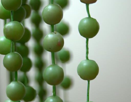 String Of Pearls Propagation From Beads