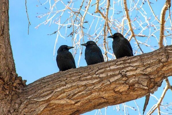 3 Crows Meaning: What Do They Symbolize and What’s the Spiritual Significance?