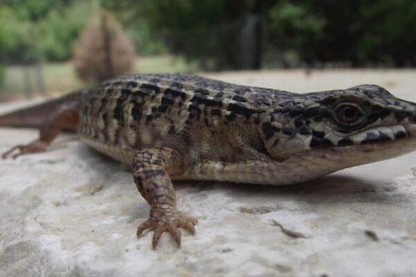 Alligator Lizards and All About Them