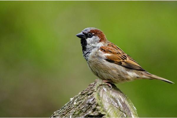 Sparrow Symbolism [2023] What’s The Spiritual Meaning?